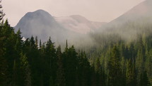 morning mist over mountain forest 