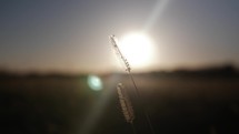 Grass blowing in the wind in the sunlight of sunset or sunrise.