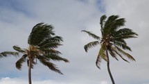 wind blowing palm trees 