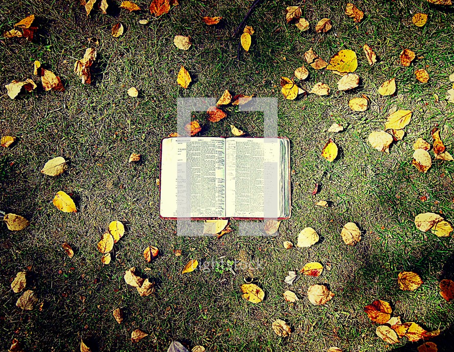 a bible against grass and fall leaves