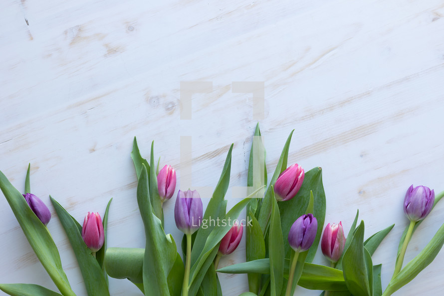 pink and purple tulips on a white wood background 