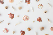 seashells on a pink background 