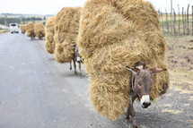 donkeys carrying bales of hay