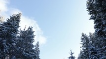 Winter Road Through Snowy Trees - tilt down shot