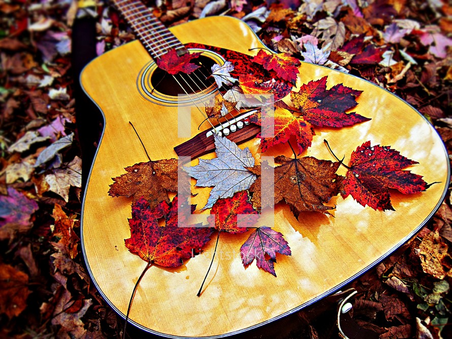 fall leaves on an acoustic guitar 