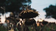 Dried sunflowers in a field, sunflower seeds, harvest farming