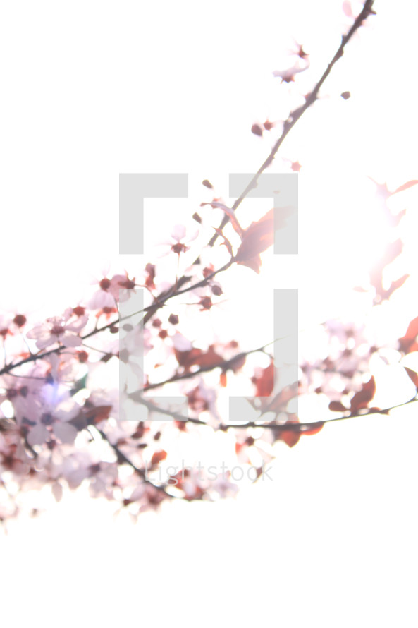 Tree limb full of cherry blossoms.