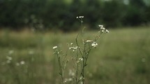 White and yellow wildflowers in a green pasture in cinematic slow motion on a happy summer day in cinematic slow motion.