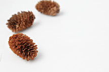 pine cones on a white background 