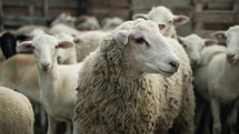 A herd or flock of sheep in a pen in cinematic slow motion.