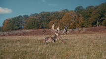 Male deer laying in a meadow, fallow deer majestic wildlife video