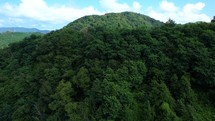 Mountain forest in summer aerial