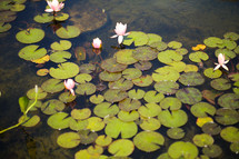Lilly pads in the pond