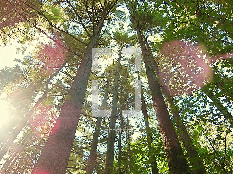 sunlight and tall trees in a forest 