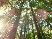 sunlight and tall trees in a forest 
