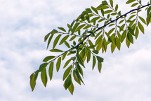 green leaves on a branch against soft clouds in sky