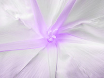 moon flower soft purple burst effect