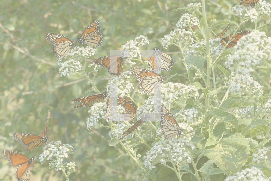 butterflies on bushes overlay 