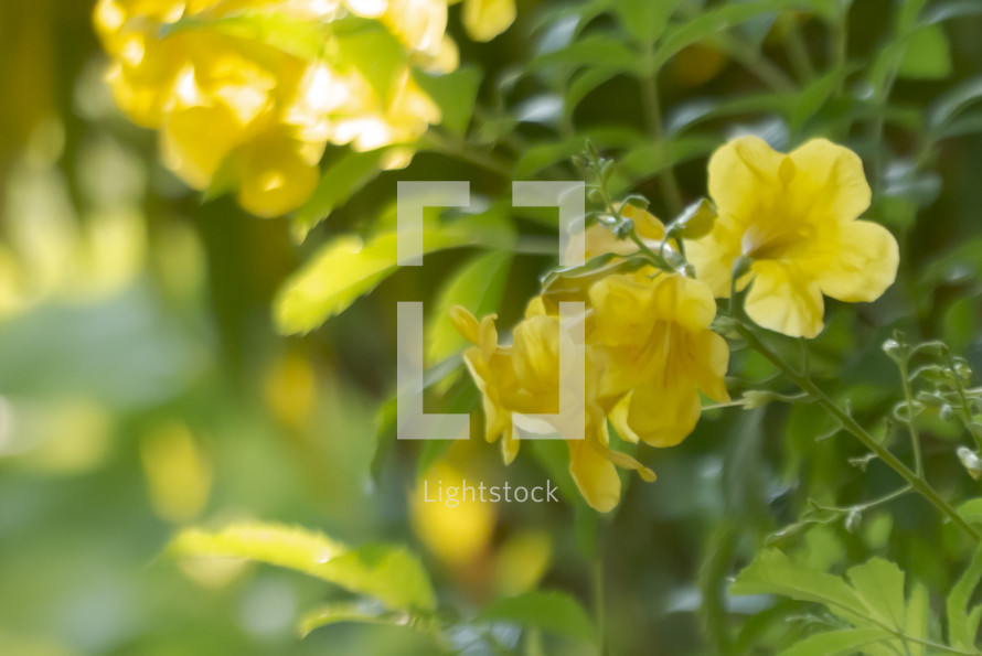 soft focus garden closeup of yellow flowers and green foliage - background with copy space