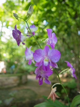 purple orchids with soft outdoor background
