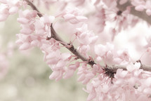spring blossoms on a tree branch with background blur