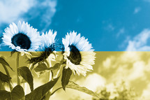 Sunflowers with overlay of ukrainian flag