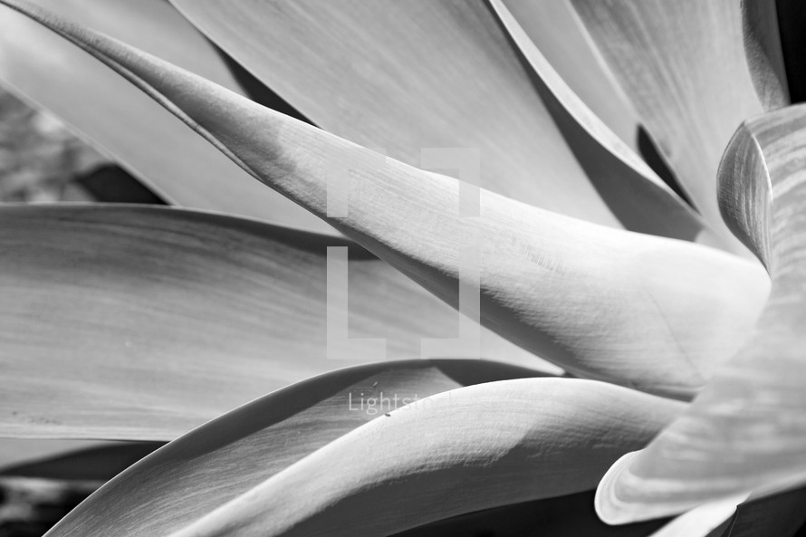 tropical leaf in black and white 