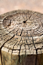 tree rings on a stump 