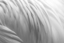 Smooth white feathers