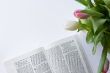 open Bible and tulips 