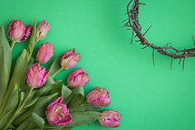 Crown of thorns and pink tulips on a green background with copy space