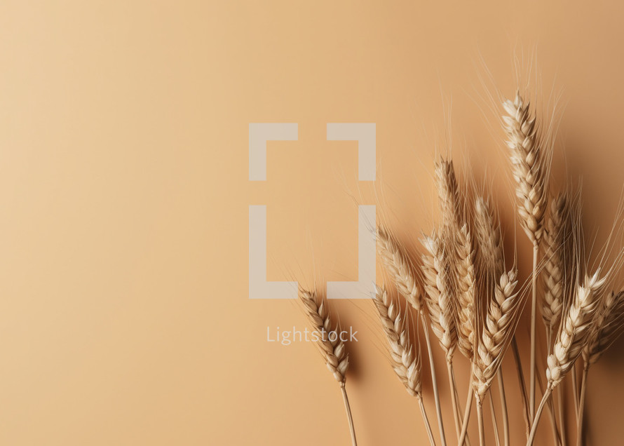 Minimalist photo of wheat on warm color backdrop with negative space
