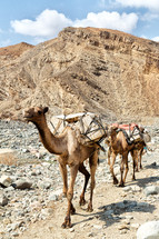 caravan of camels 