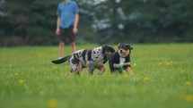 Adorable Puppies Running and Playing - Baby Dogs 4K