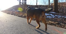 4K Dog Running Up Driveway Gimbal Shot