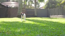 Dog french bulldog black and white walking on grass slowmotion 
