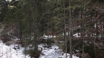 Dense Trees In Forest Revealed Frozen River During Winter. Tilt-down