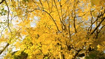Golden autumn warmth fills park trees with vibrant fall colors, creating a picturesque scene of nature's seasonal beauty.