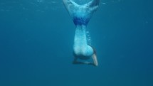 Mermaid Swims Underwater In The Ocean