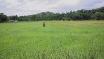 Asian Rice Farmer Philipines Walking In Rice Paddy Wide ShotAsian Rice Farmer Philipines Walking In Rice Paddy Wide Shot