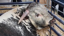 Big Bull Sneezing with Nose Ring, Ireland
