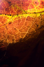 veins on a brown fall leaf 
