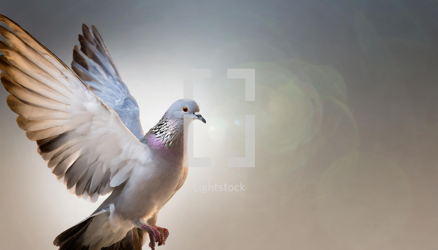 Dove / Pigeon In Flight 