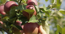 Hand picking apple off of tree - extreme close up