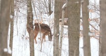 4K White Tailed Deer On A Winter Day