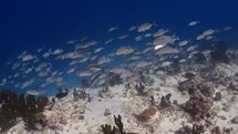 This school of Jackfish was filmed underwater in the North of the Maldivian Archipelago.