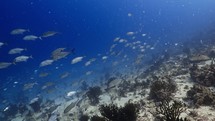 This school of Jackfish were filmed underwater in the North of the Maldivian Archipelago.