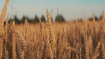 Wheat field, harvest crop barley cereal organic health food landscape