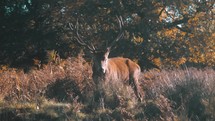 Large male deer with big antlers grazing, woodland wildlife setting, fallow deer