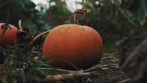 Large pumpkin in a field, pumpkin patch, halloween October spooky decoration